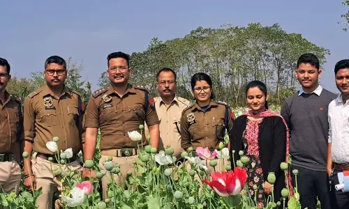 Assam: पुलिस ने घुलानी टापू में 8 बीघा अवैध अफीम की खेती नष्ट की
