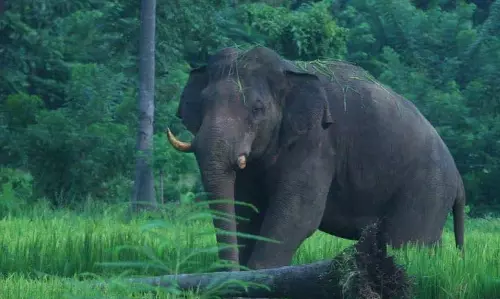 Thrissur में जंगली हाथी ने आदिवासी व्यक्ति को कुचलकर मार डाला Thrissur में जंगली हाथी ने आदिवासी व्यक्ति को कुचलकर मार डाला