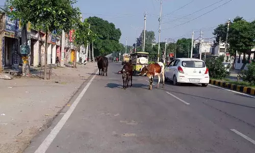 Haryana: आवारा मवेशी यातायात को बाधित करते