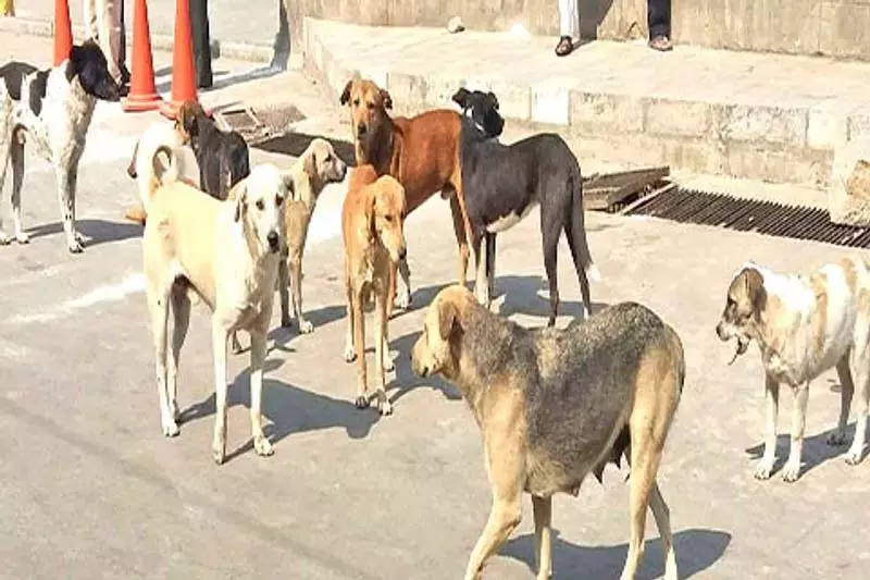 हंदवाड़ा में आवारा कुत्तों का आतंक, लोगों ने की कार्रवाई की मांग हंदवाड़ा में आवारा कुत्तों का आतंक, लोगों ने की कार्रवाई की मांग