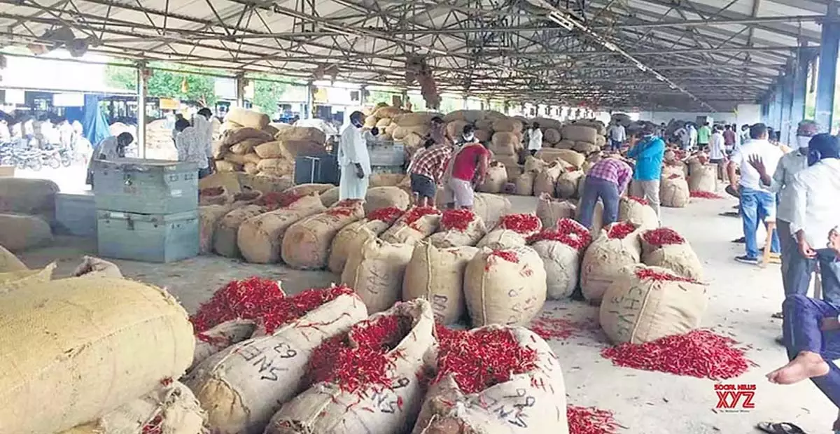 Andhra: आंध्र के मिर्च किसानों की मदद के लिए आगे आए सीएम चंद्रबाबू नायडू Andhra: आंध्र के मिर्च किसानों की मदद के लिए आगे आए सीएम चंद्रबाबू नायडू