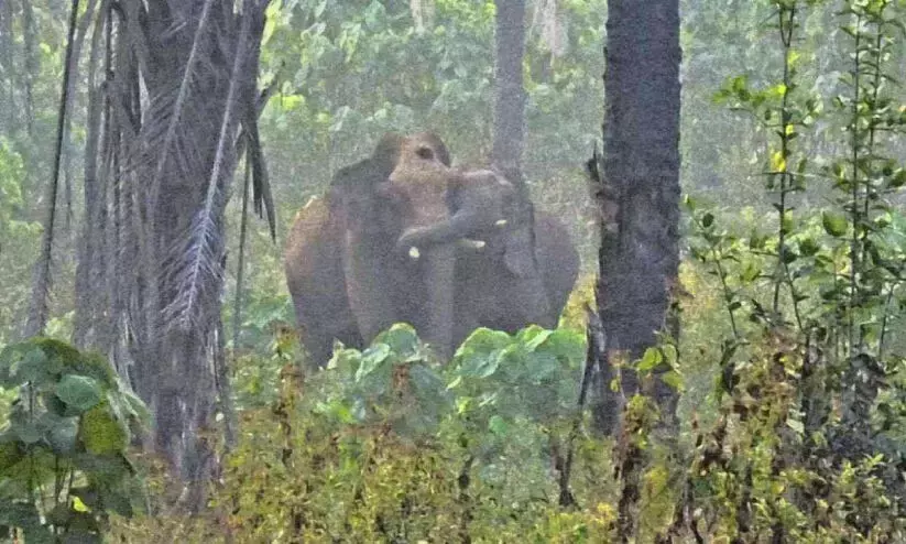 एझाट्टुमुखम गणपति ने अपने दोस्त का समर्थन किया, ड्रग डीलर ने गोली मार दी एझाट्टुमुखम गणपति ने अपने दोस्त का समर्थन किया, ड्रग डीलर ने गोली मार दी
