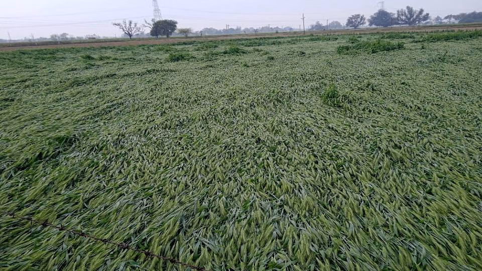 Ranchi: तेज हवाएं व बारिश से किसानों की बढ़ी मुसीबत Ranchi: तेज हवाएं व बारिश से किसानों की बढ़ी मुसीबत