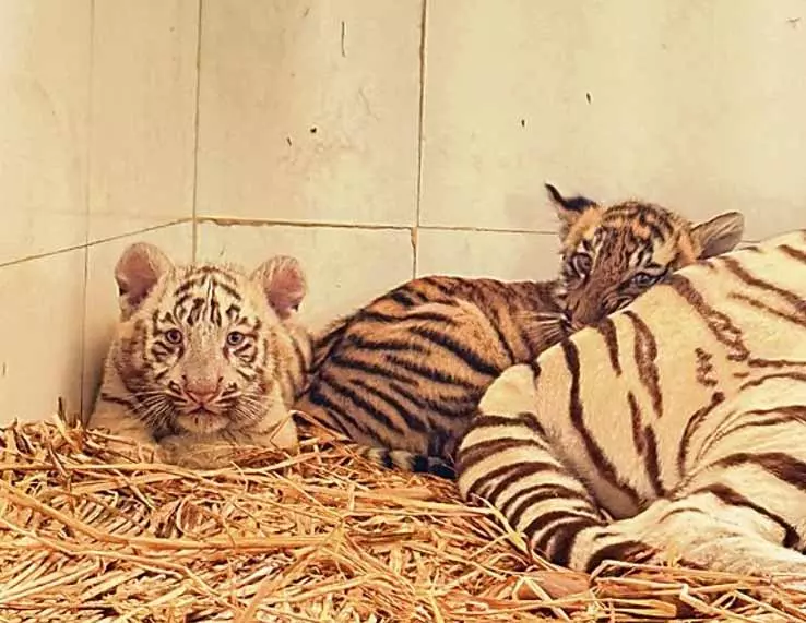 Chhatbir Zoo में पहली बार दिखे बाघ के जुड़वा बच्चे Chhatbir Zoo में पहली बार दिखे बाघ के जुड़वा बच्चे