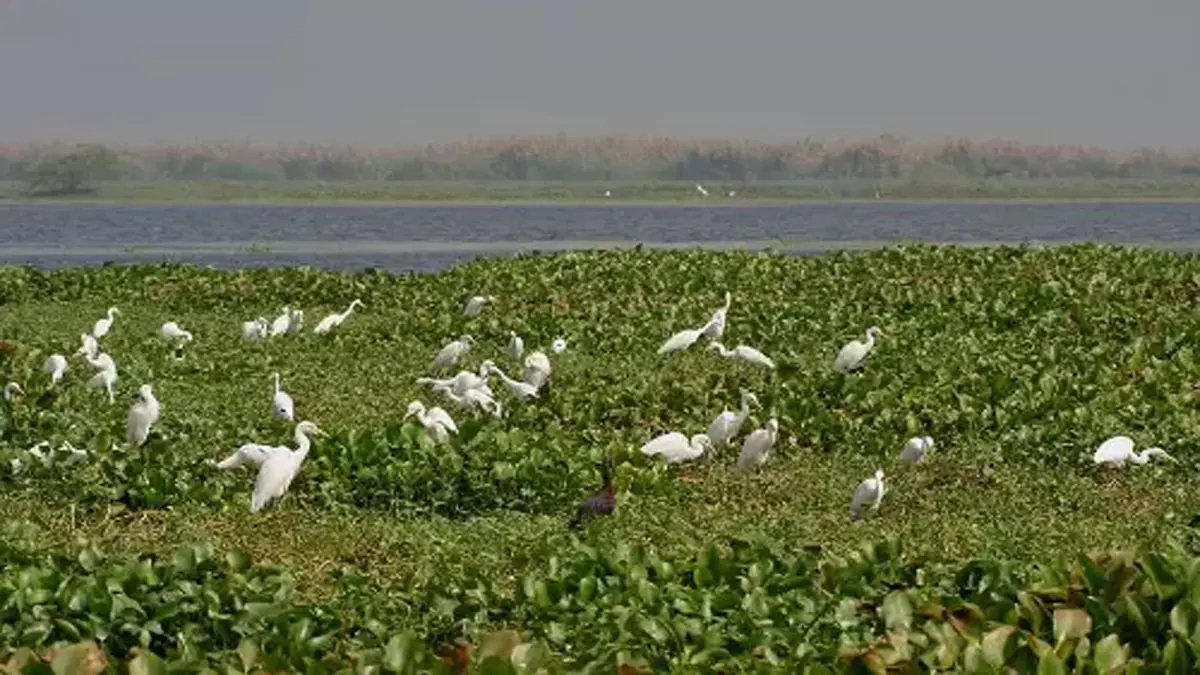 Nalgonda के जंगलों में वन्यजीवों को पानी उपलब्ध कराने की नई व्यवस्था Nalgonda के जंगलों में वन्यजीवों को पानी उपलब्ध कराने की नई व्यवस्था