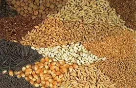 Jaipur: किसानों को उच्च गुणवत्ता युक्त उन्नत बीज उपलब्ध कराना ही बीज निगम का प्रमुख उद्देश्य Jaipur: किसानों को उच्च गुणवत्ता युक्त उन्नत बीज उपलब्ध कराना ही बीज निगम का प्रमुख उद्देश्य