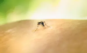 Sao Paulo राज्य ने डेंगू के प्रकोप के कारण स्वास्थ्य आपातकाल घोषित किया Sao Paulo राज्य ने डेंगू के प्रकोप के कारण स्वास्थ्य आपातकाल घोषित किया
