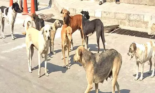 हंदवाड़ा में आवारा कुत्तों का आतंक, लोगों ने की कार्रवाई की मांग