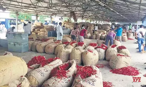 Andhra: आंध्र के मिर्च किसानों की मदद के लिए आगे आए सीएम चंद्रबाबू नायडू