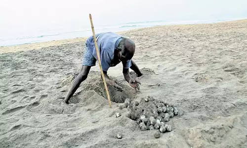 Andhra: आंध्र प्रदेश में ऑलिव रिडले कछुओं के प्रजनन का मौसम तेज हो गया
