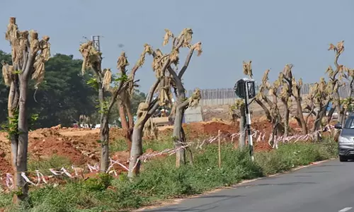 Tamil Nadu: पेड़ों को ठीक से नहीं लगाया गया, एनएचएआई को इस पर गौर करना चाहिए
