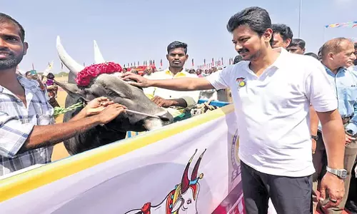 Tamil Nadu: डिप्टी सीएम उदयनिधि ने सुरियूर जल्लीकट्टू अखाड़े की नींव रखी Tamil Nadu: डिप्टी सीएम उदयनिधि ने सुरियूर जल्लीकट्टू अखाड़े की नींव रखी