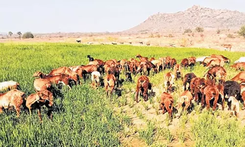 Telangana: यदाद्री में जलस्तर में गिरावट से किसान चिंतित