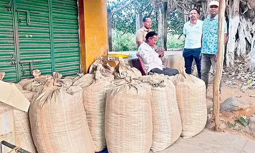 Odisha: 630 किलोग्राम मारिजुआना जब्त