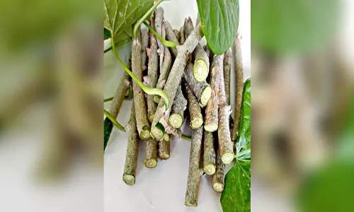 अमृत से कम नहीं है गिलोय, रोजाना सेवन आपको रखेगा सभी बीमारियों से मुक्त