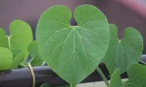 Health: अमृत से कम नहीं है ये हरा-भरा पौधा, दूर होंगी बीमारियां