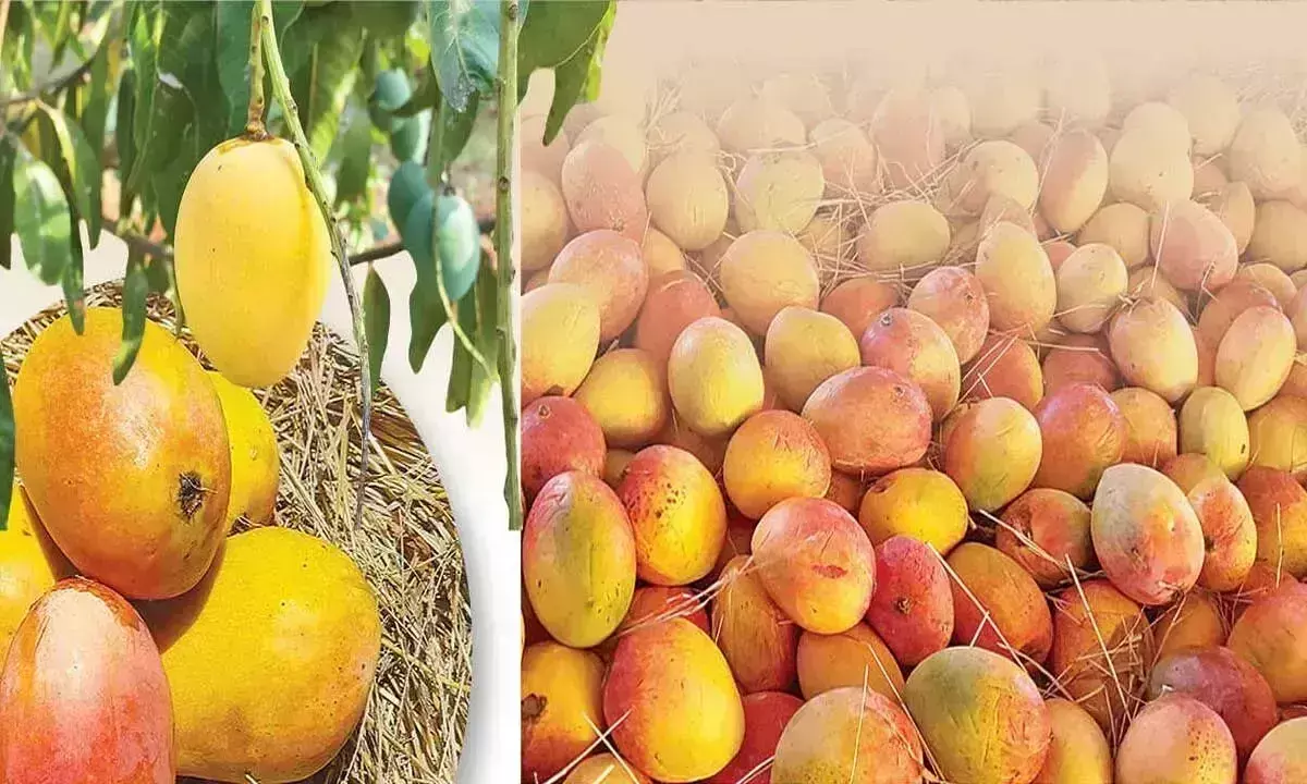 Telangana : पूरे साल आम के स्वाद का आनंद लें