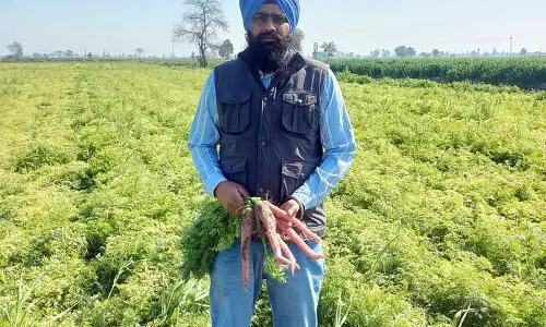 Patti के ‘गाजर राजा’ ने गेहूं-धान के चक्र को तोड़ा, विविधीकरण का रास्ता दिखाया