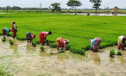 किसानों ने TN govt से कहा, इसे राष्ट्रीय आपदा घोषित करने के लिए केंद्र पर दबाव डालें