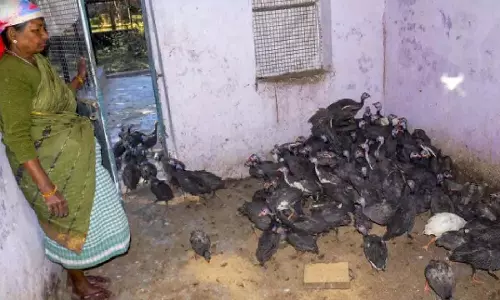 लातूर में बर्ड फ्लू के प्रकोप से Bidar जिले में हाई अलर्ट लातूर में बर्ड फ्लू के प्रकोप से Bidar जिले में हाई अलर्ट