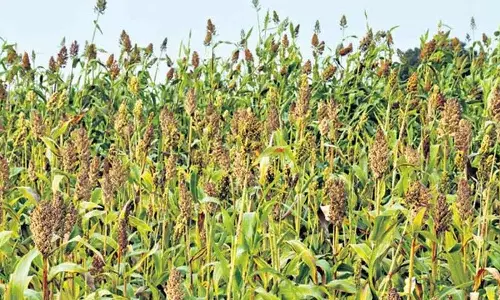Karimnagar के किसानों ने फसलों को बचाने के लिए नारायणपुर जलाशय से पानी की मांग की Karimnagar के किसानों ने फसलों को बचाने के लिए नारायणपुर जलाशय से पानी की मांग की