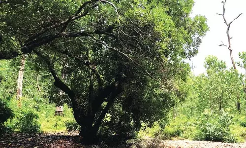 GOA: वैज्ञानिकों ने पश्चिमी घाट से होकर रेल विस्तार को रोकने पर जोर दिया