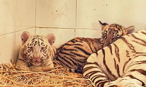 Chhatbir Zoo में पहली बार दिखे बाघ के जुड़वा बच्चे Chhatbir Zoo में पहली बार दिखे बाघ के जुड़वा बच्चे