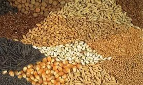 Jaipur: किसानों को उच्च गुणवत्ता युक्त उन्नत बीज उपलब्ध कराना ही बीज निगम का प्रमुख उद्देश्य