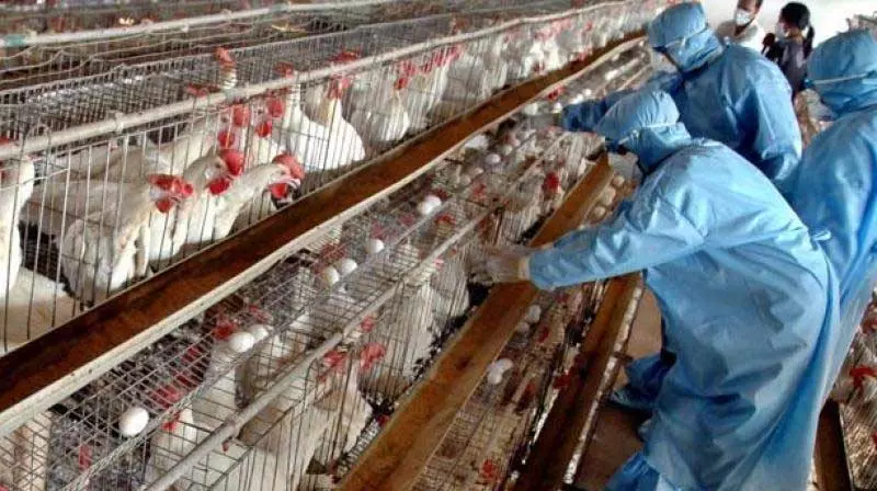 Bird Flu: केंद्रीय टीम ने एपी को नियमों का पालन करने को कहा Bird Flu: केंद्रीय टीम ने एपी को नियमों का पालन करने को कहा