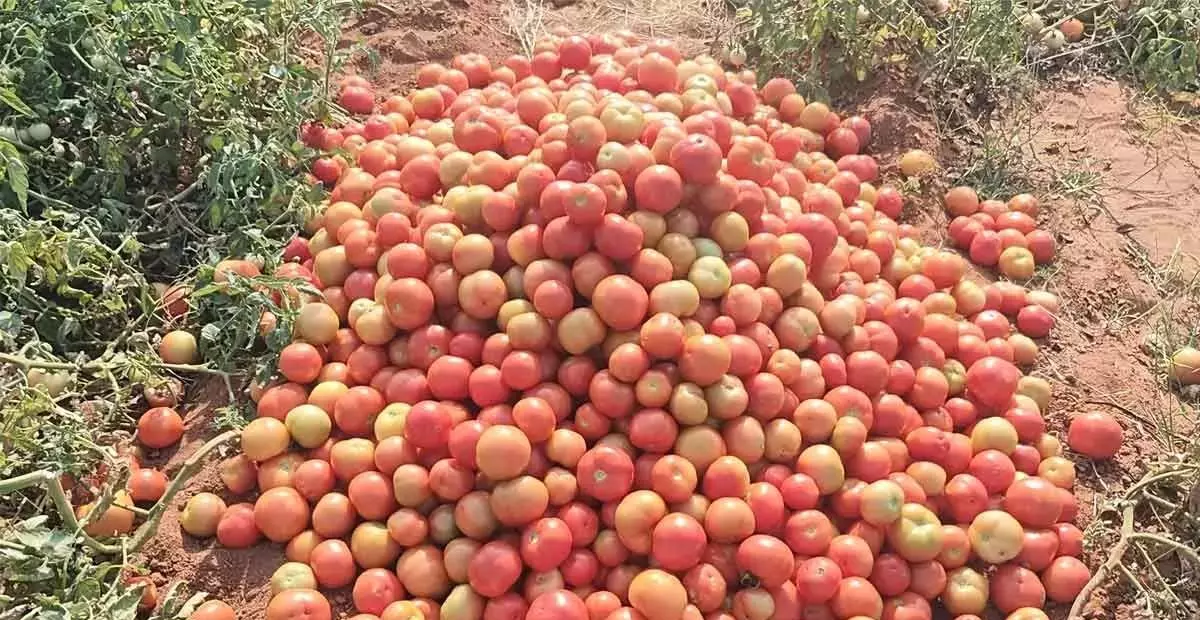 Andhra: गिरती कीमतों से टमाटर किसान परेशान Andhra: गिरती कीमतों से टमाटर किसान परेशान