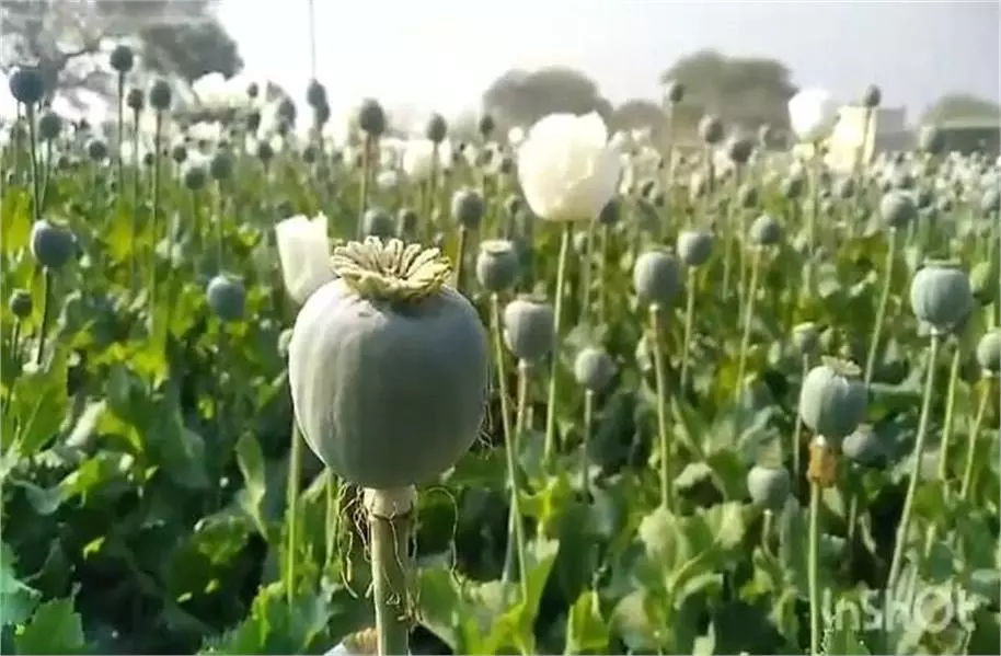 MP News: किसान के खेत में खड़े अफीम के पौधों से डोडे चोरी MP News: किसान के खेत में खड़े अफीम के पौधों से डोडे चोरी