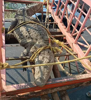 Karnataka: किसानों ने पकड़े गए मगरमच्छ, कलबुर्गी के गेसकॉम कार्यालय पर किया विरोध प्रदर्शन Karnataka: किसानों ने पकड़े गए मगरमच्छ, कलबुर्गी के गेसकॉम कार्यालय पर किया विरोध प्रदर्शन