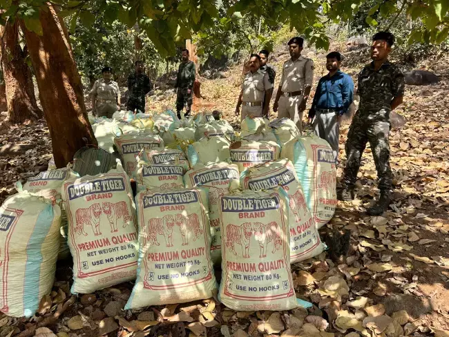 Odisha : 10,852 किलोग्राम मारिजुआना जब्त Odisha : 10,852 किलोग्राम मारिजुआना जब्त