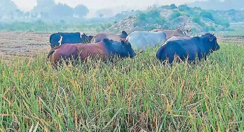 Himachal: आवारा पशुओं ने फसलों को तबाह कर दिया, किसानों को परेशानी में डाला Himachal: आवारा पशुओं ने फसलों को तबाह कर दिया, किसानों को परेशानी में डाला