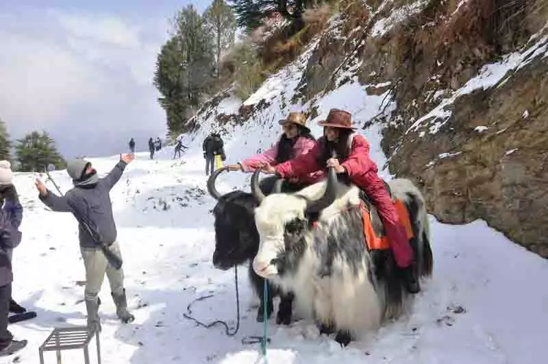 राज्य भर में व्यापक बारिश, Shimla जिले के सेब बेल्ट में हल्की बर्फबारी राज्य भर में व्यापक बारिश, Shimla जिले के सेब बेल्ट में हल्की बर्फबारी