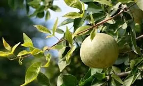 Health Benefits: भगवान शिव को प्रिय है बेल, मिलते हैं ये स्वास्थ्य लाभ Health Benefits: भगवान शिव को प्रिय है बेल, मिलते हैं ये स्वास्थ्य लाभ
