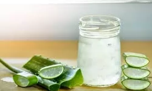 Homemade Aloe Vera Gel: गोरा होने के लिए घर पर कैसे तैयार करें एलोवेरा जेल Homemade Aloe Vera Gel: गोरा होने के लिए घर पर कैसे तैयार करें एलोवेरा जेल