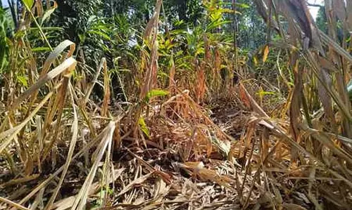 Kerala में सूखे से प्रभावित इलायची किसानों को 10 करोड़ रुपये की राहत