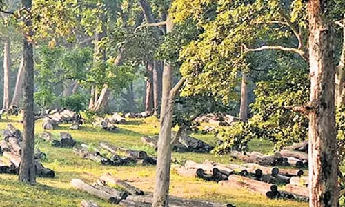 Karnataka: कर्नाटक के दांडेली डिपो में लकड़ी की ई-नीलामी शुरू होगी Karnataka: कर्नाटक के दांडेली डिपो में लकड़ी की ई-नीलामी शुरू होगी