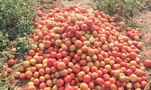 Andhra: गिरती कीमतों से टमाटर किसान परेशान