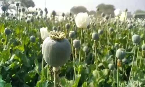 MP News: किसान के खेत में खड़े अफीम के पौधों से डोडे चोरी