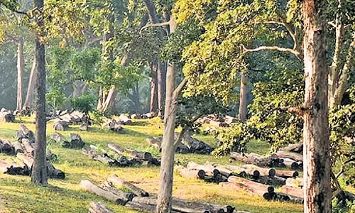Karnataka: दांदेली डिपो पर आज से ई-नीलामी शुरू, नागरिकों को भी भाग लेने का मौका
