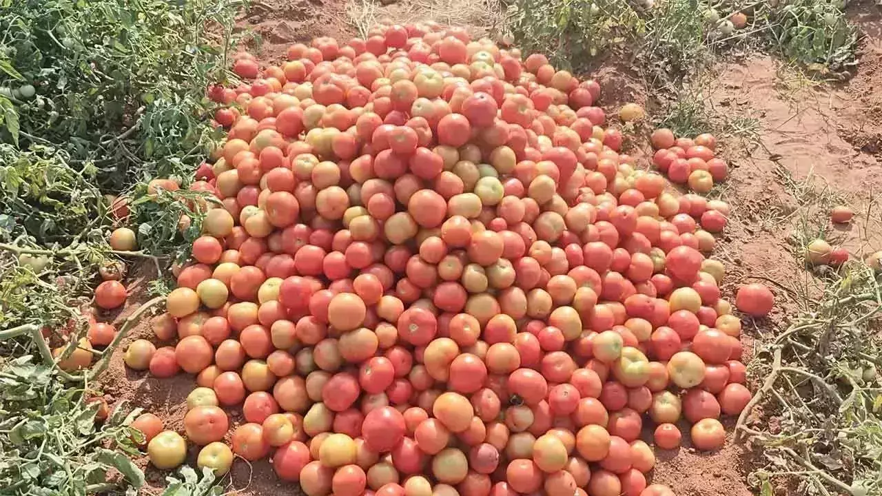 Andhra Pradesh : गिरती कीमतों से टमाटर किसान परेशान