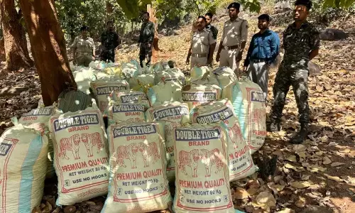 Odisha : 10,852 किलोग्राम मारिजुआना जब्त