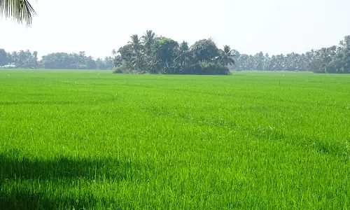 Kerala में धान की भूमि का मूल्य 25 सेंट से अधिक होने पर रूपांतरण शुल्क से छूट नहीं