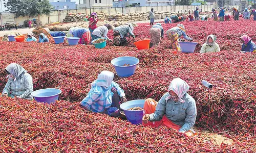 Andhra: मिर्च किसानों को राहत देने के लिए केंद्रीय कृषि विभाग ने अहम बैठक की Andhra: मिर्च किसानों को राहत देने के लिए केंद्रीय कृषि विभाग ने अहम बैठक की