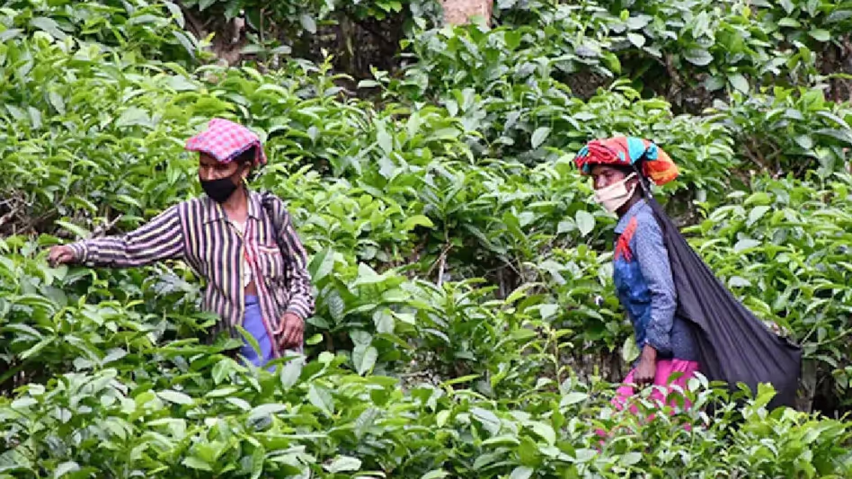Assam :  गुवाहाटी उच्च न्यायालय ने असम के चाय श्रमिकों के लिए