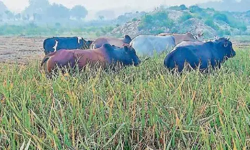 Himachal: आवारा पशुओं ने फसलों को तबाह कर दिया, किसानों को परेशानी में डाला