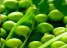 Jharkhand: एक मटर ने ले ली मासूम बच्चे की जान Jharkhand: एक मटर ने ले ली मासूम बच्चे की जान