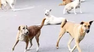 UP News: कुत्तों के झुंड ने मासूम बच्चे पर किया हमला, घायल UP News: कुत्तों के झुंड ने मासूम बच्चे पर किया हमला, घायल